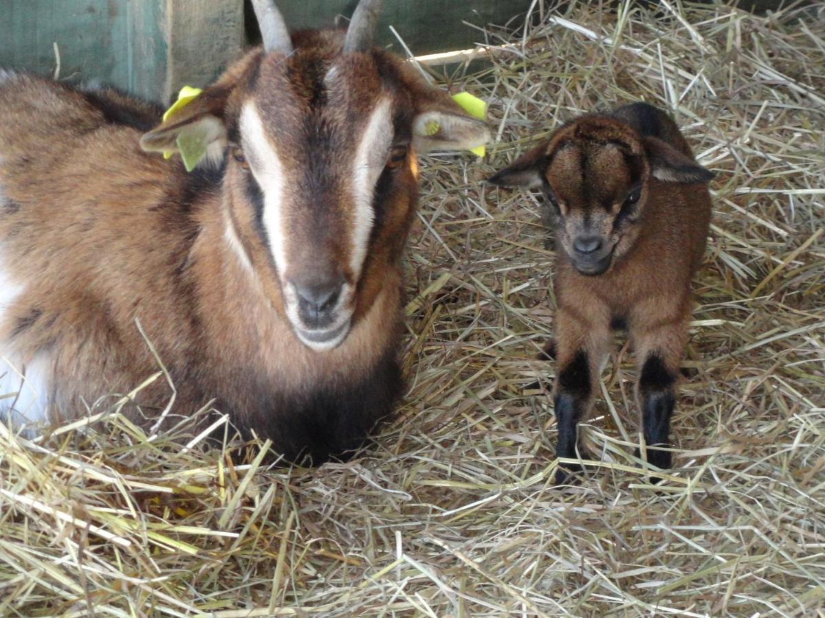 La Petite Ferme De Pouillon - Parc Animalier - Aire De Loisirs Bed & Breakfast Exterior photo